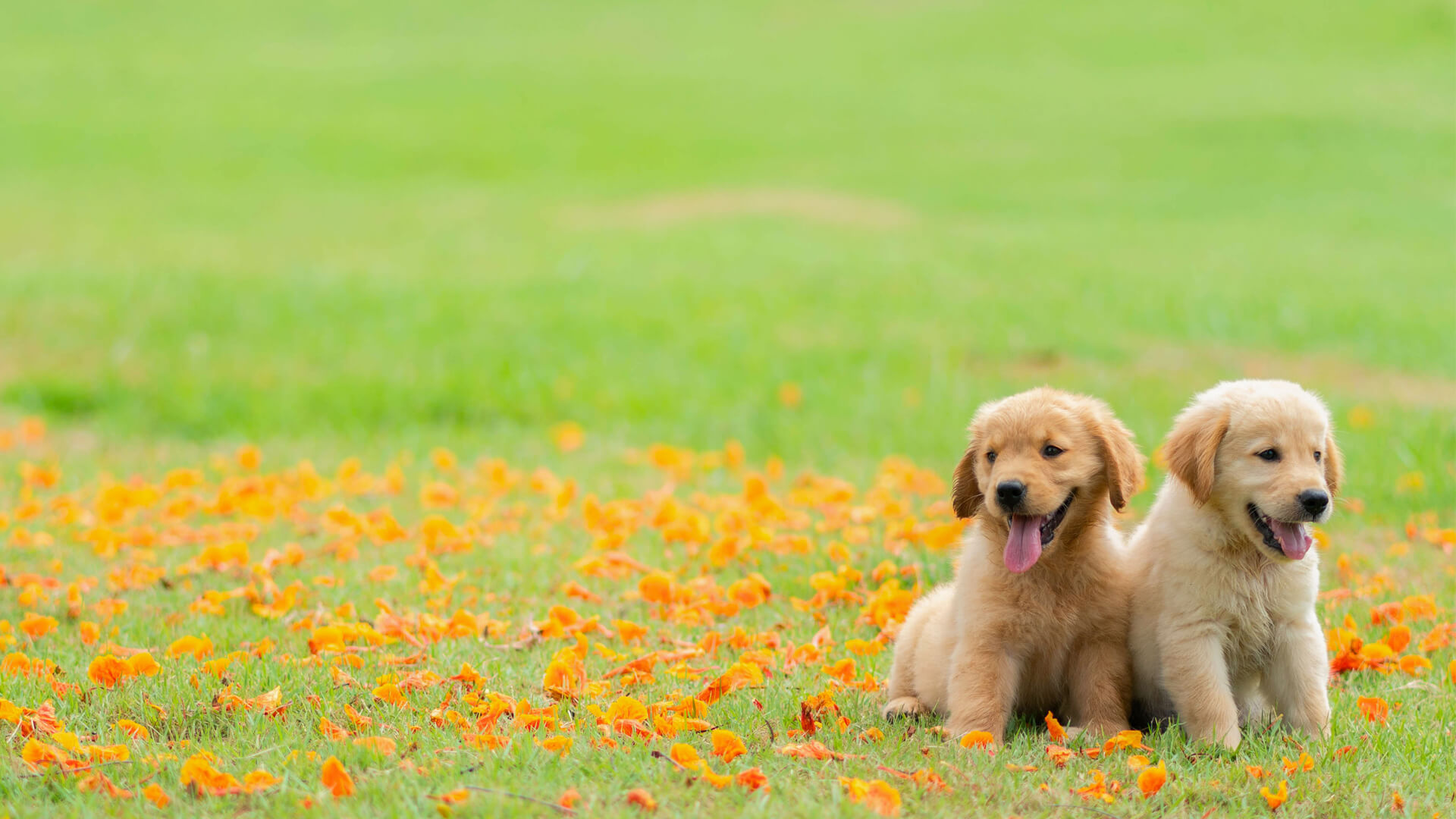 Increasing Pet Adoptions Means Changes for Pet Retailers - LendingUSA