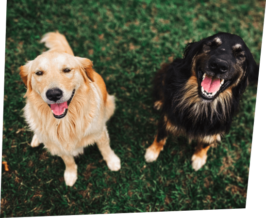 Dog Training Financing For Your Clients