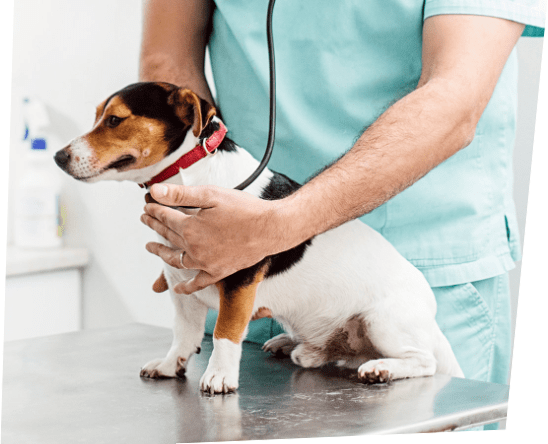 Veterinary Bill Financing For Good & Bad Credit: Emergency Vet Loans - No Credit Check