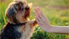 Tips to Help Your Pet Training Business Thrive