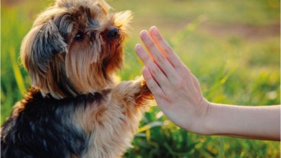 Tips to Help Your Pet Training Business Thrive