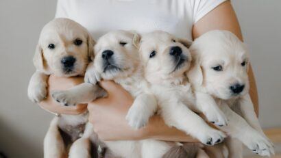 Fraud Prevention in Retail Pet Stores: Spotting Fake IDs and Transaction Red Flags